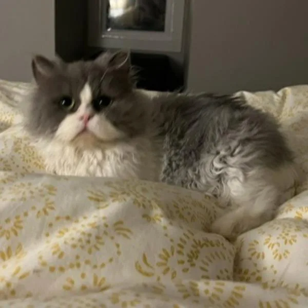 Fozzie  Bonded Buddy thumbnail 2