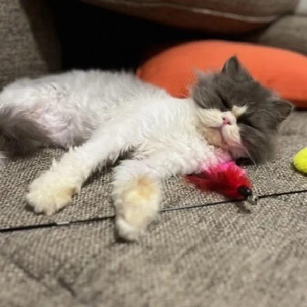 Fozzie  Bonded Buddy thumbnail 3