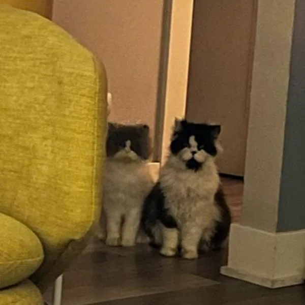 Fozzie  Bonded Buddy thumbnail 5