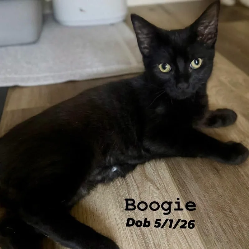 A baby medium-sized male Bombay cat named Boogie CH for adoption in Concord, CA