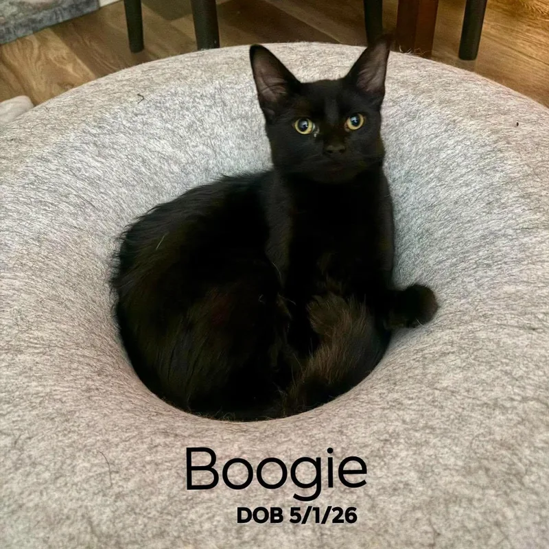 Boogie  CH thumbnail 2