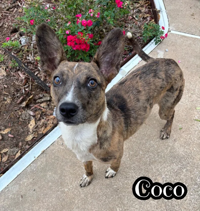 Coco