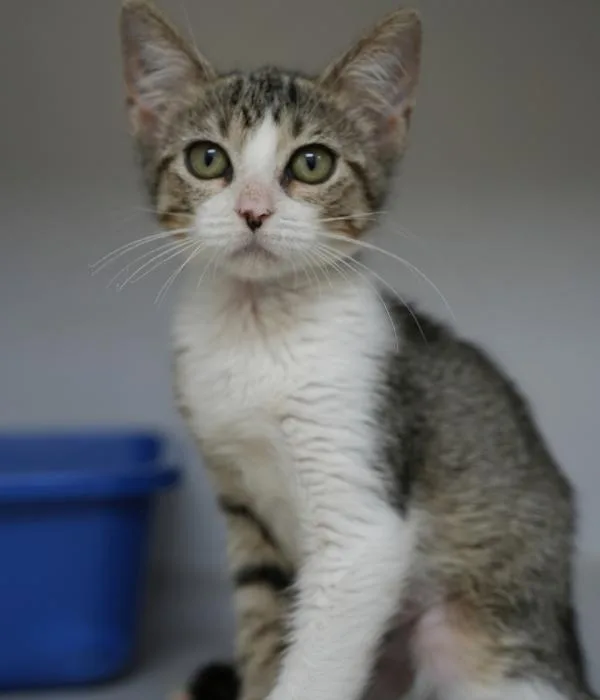 A young medium-sized female Tabby (Brown / Chocolate) Domestic Short Hair cat named Birdie for adoption in Marietta, GA
