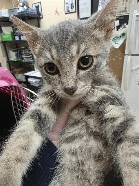 A baby small-sized male Domestic Short Hair cat named Griff for adoption in Aliquippa, PA