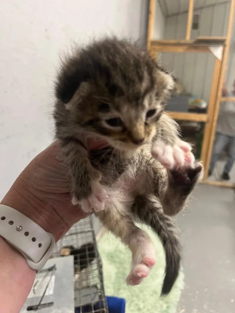 A baby small-sized female Domestic Short Hair cat named Clover for adoption in Kell, IL