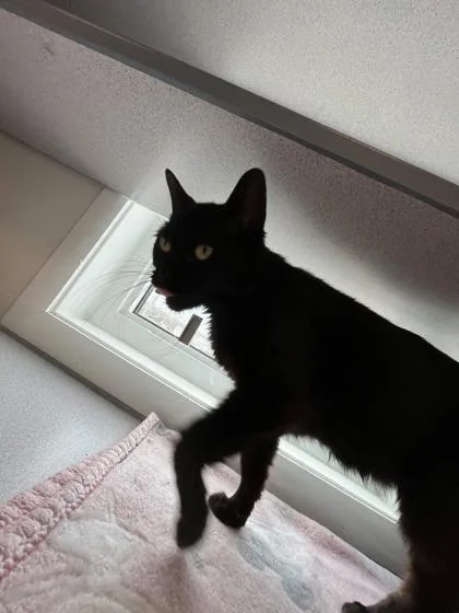 An adult medium-sized female Domestic Short Hair cat named Blippy for adoption in Mount Pleasant, IA