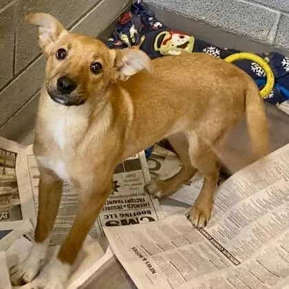 A baby small-sized female Golden Shepherd dog named Bambi for adoption in Erie, PA