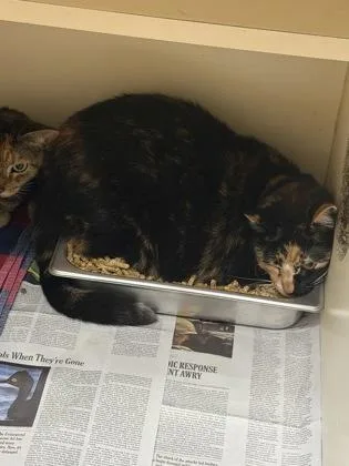 An adult large-sized female Domestic Short Hair cat named Kee for adoption in Chamblee, GA