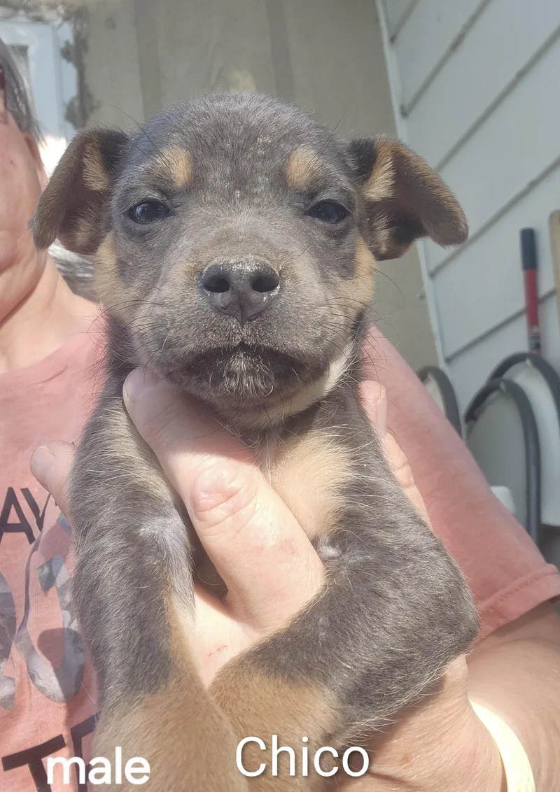 A baby medium-sized male Chihuahua dog named Chico for adoption in Manchester, CT