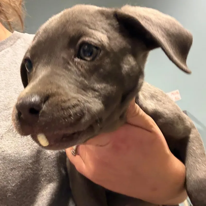 A baby small-sized female Gray / Blue / Silver Mixed Breed dog named Windy for adoption in Chattanooga, TN