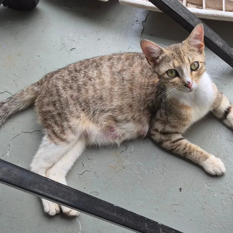 A young medium-sized female Brown / Chocolate Domestic Short Hair cat named Lisbon for adoption in Columbus, GA