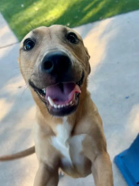 An adult medium-sized female Tricolor (Brown, Black, & White) Mixed Breed dog named Maggie for adoption in Allen, TX