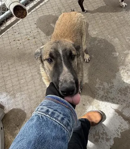 An adult medium-sized female Brown / Chocolate Shepherd dog named Sabrina for adoption in El Paso, TX