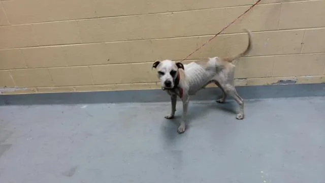 An adult medium-sized female Pit Bull Terrier dog named Maya for adoption in Tulsa, OK