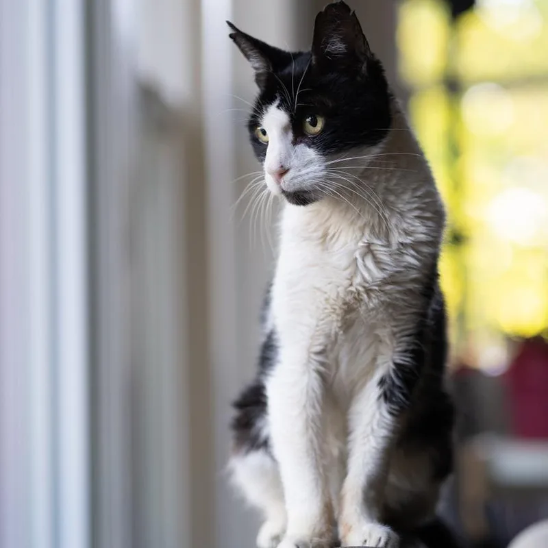 A senior medium-sized male Black Domestic Short Hair cat named Sox for adoption in Redwood City, CA