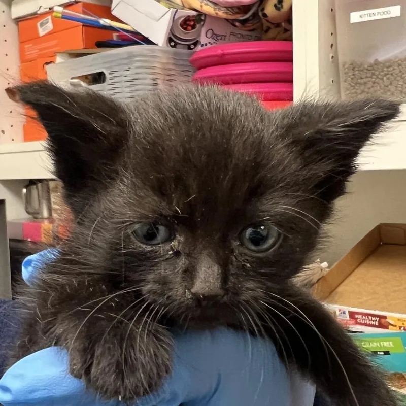 A baby small-sized male Black Domestic Short Hair cat named 71704 for adoption in Harrisonburg, VA
