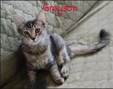 A young medium-sized male Domestic Short Hair cat named Greyson for adoption in Glendale, AZ