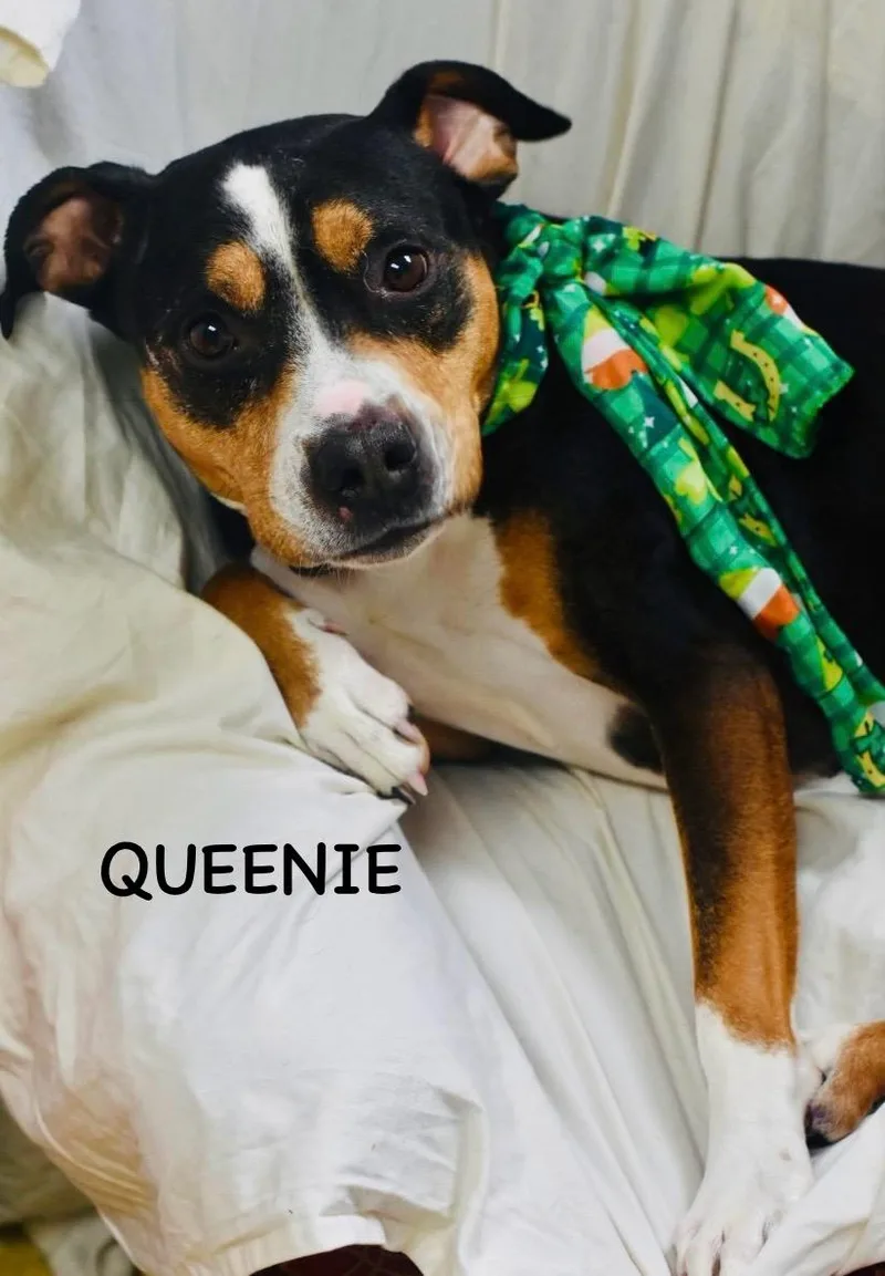 Queenie thumbnail 4