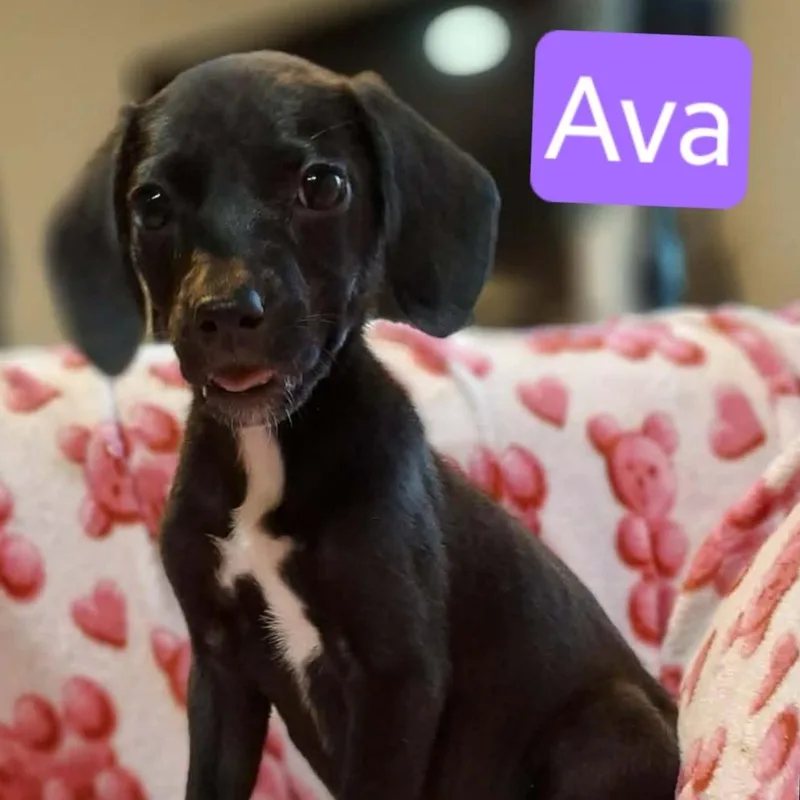 A baby medium-sized female Black Labrador Retriever dog named Ava for adoption in Alexandria, VA