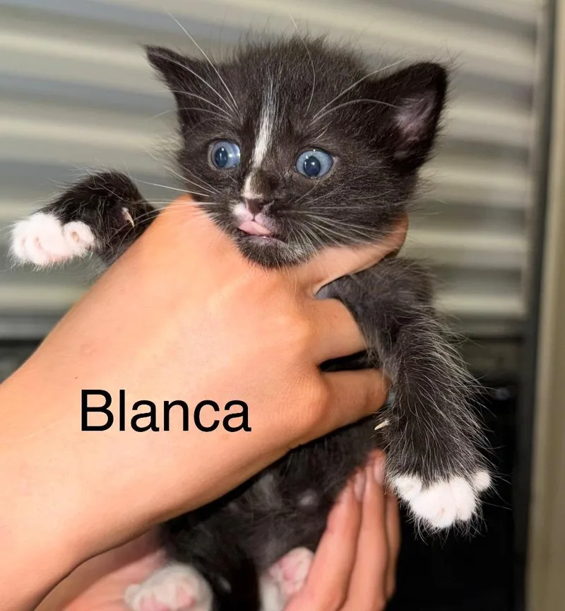 A baby small-sized female Domestic Short Hair cat named Bianca for adoption in Saint Francisville, LA