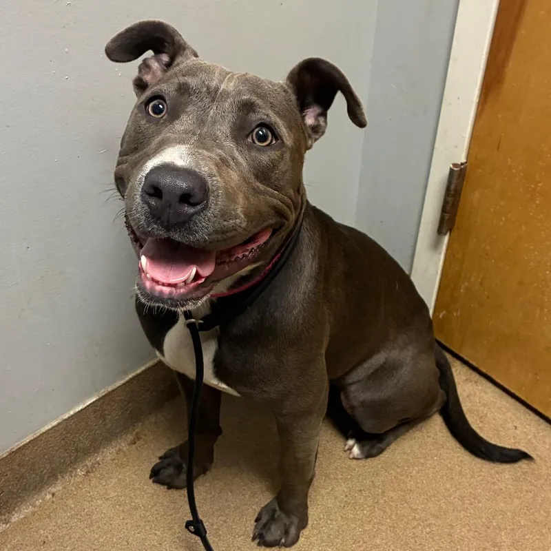 A young medium-sized female Gray / Blue / Silver Mixed Breed dog named Queenie for adoption in Chattanooga, TN
