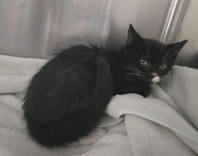 A young medium-sized male Domestic Short Hair cat named Jeremy for adoption in Friendswood, TX