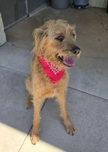 An adult large-sized male Irish Wolfhound dog named Marshall for adoption in Bucyrus, OH