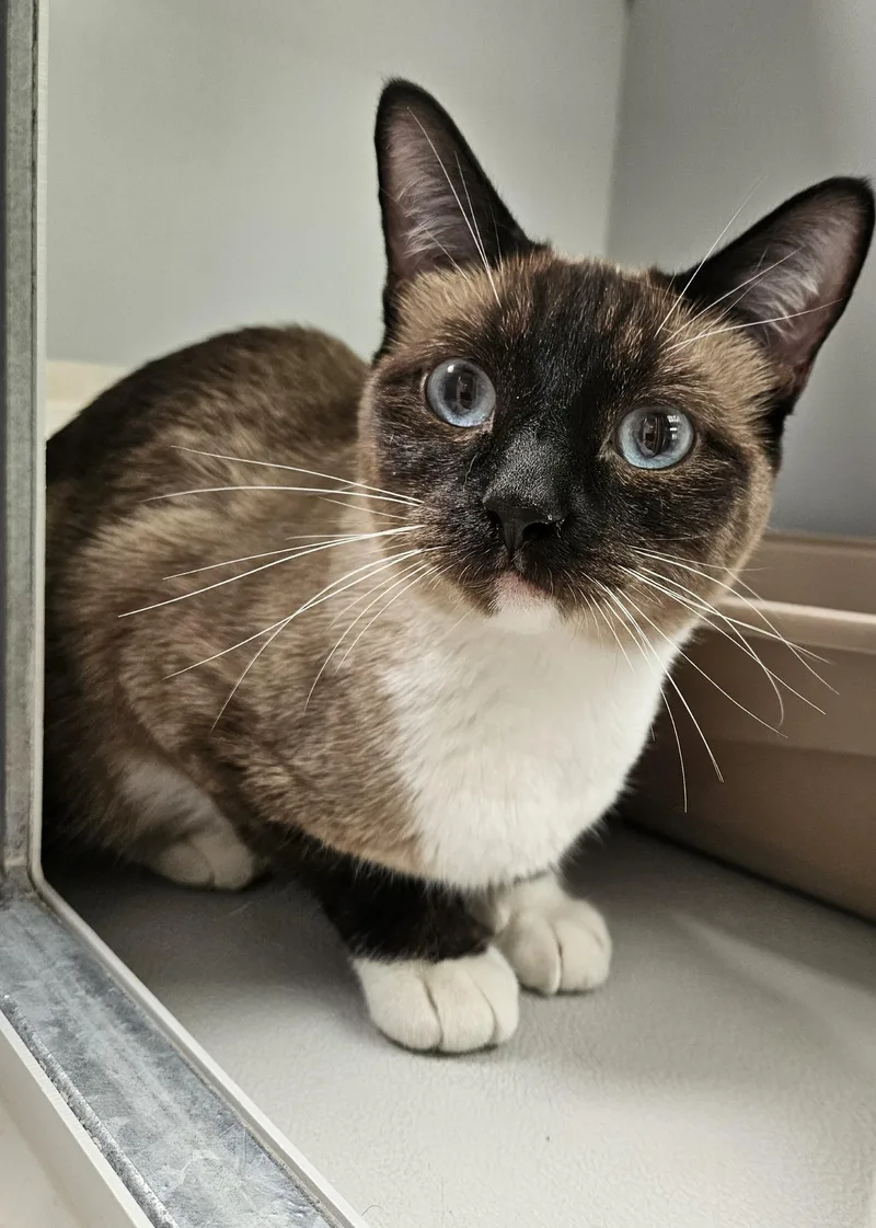 An adult medium-sized female Siamese cat named 61946366 for adoption in Elko, NV