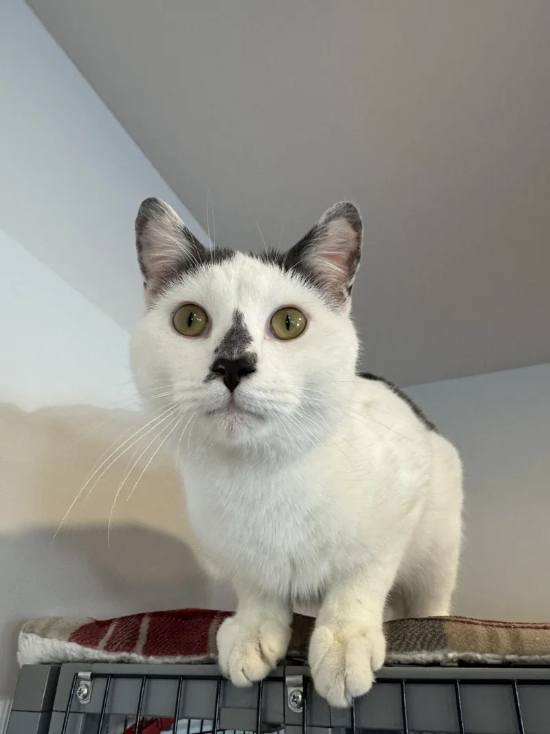 An adult medium-sized male Gray & White Domestic Short Hair cat named Owlet for adoption in Hull, MA