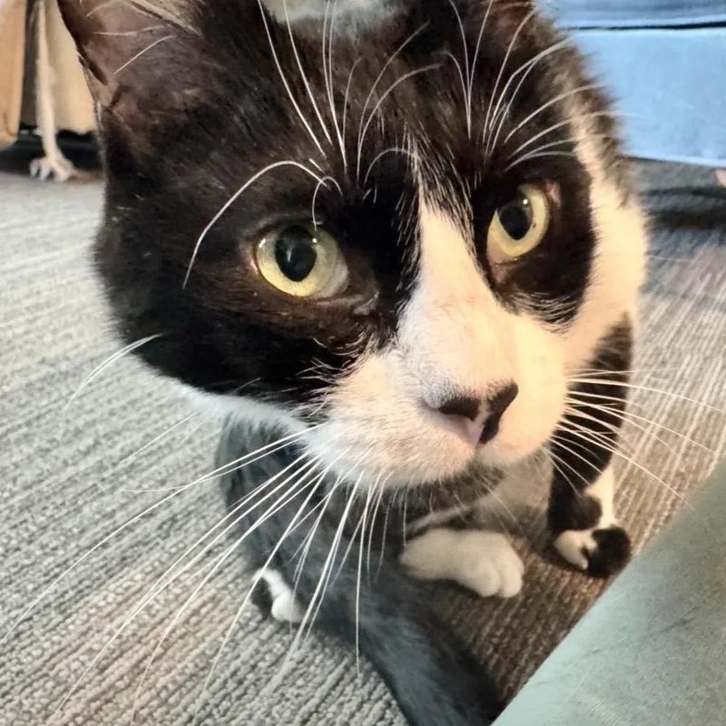 An adult medium-sized male Black & White / Tuxedo Domestic Short Hair cat named Stud Muffin for adoption in Benicia, CA