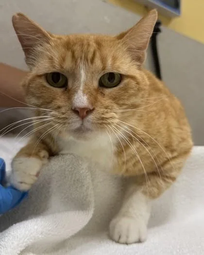 An adult large-sized female Domestic Short Hair cat named Mama Cat for adoption in Honolulu, HI
