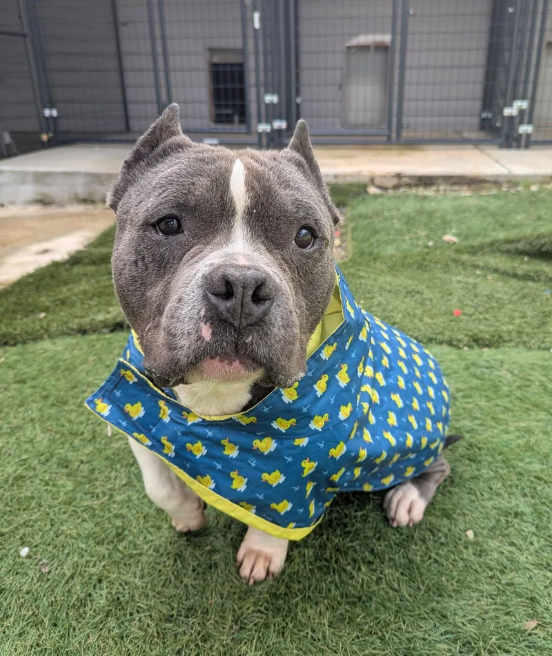 A young small-sized male American Bulldog dog named Theo for adoption in Calhoun, GA