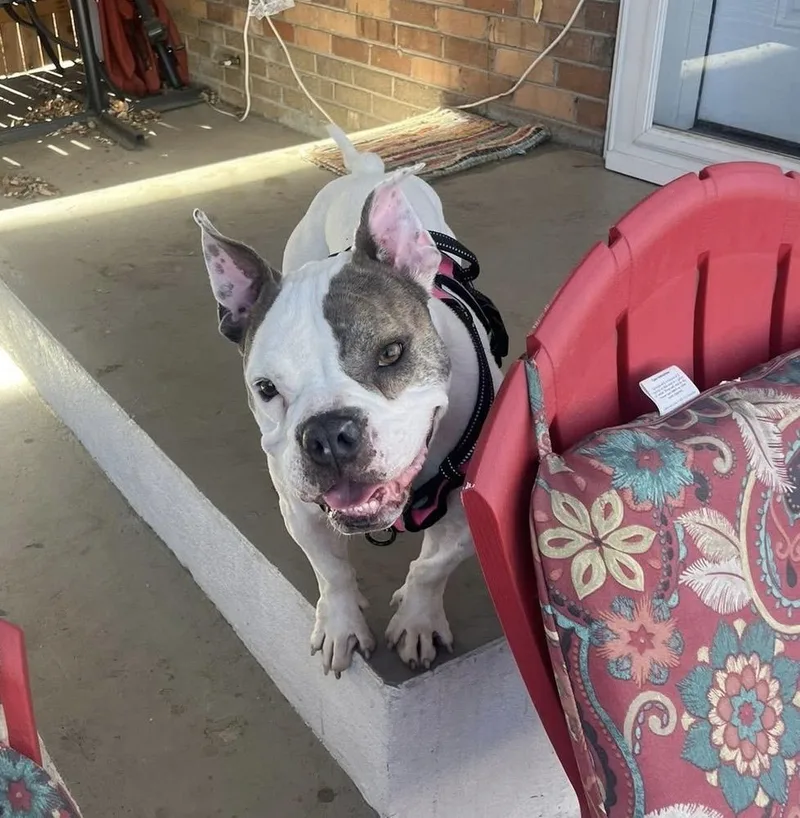 Vera Wang thumbnail 6