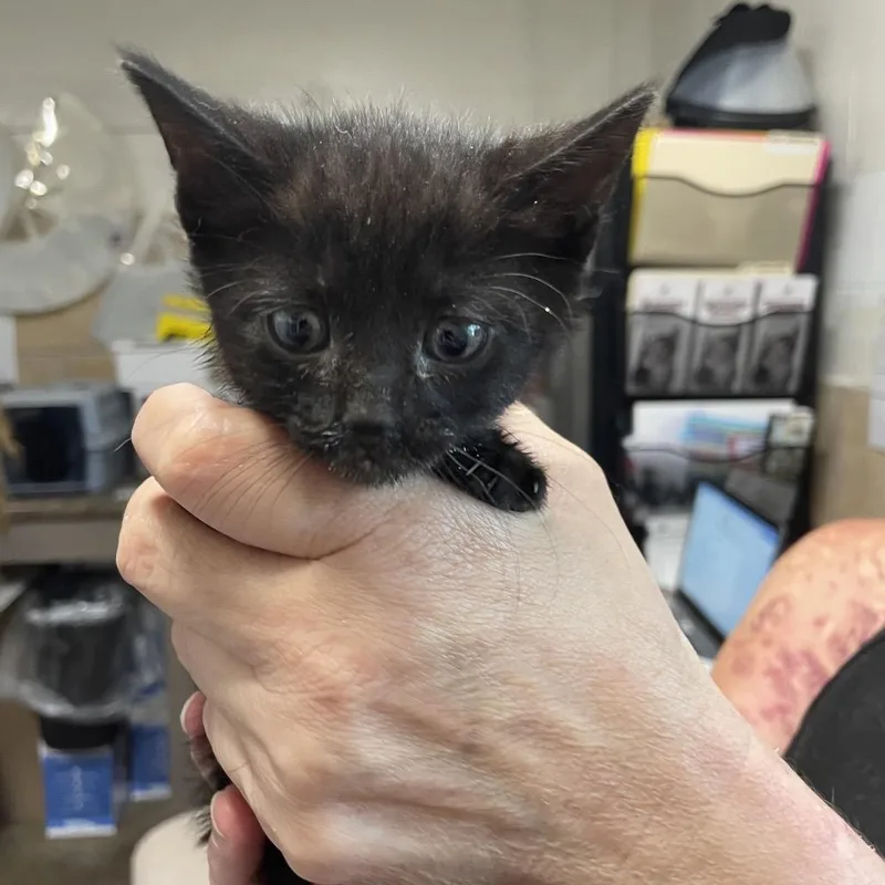 A baby small-sized male Domestic Medium Hair cat named Floragato for adoption in Eureka Springs, AR
