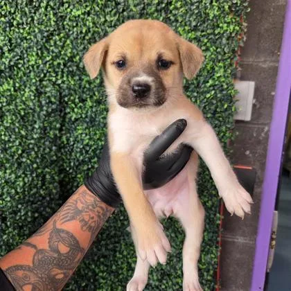 A baby small-sized female Brown / Chocolate Shepherd dog named 60790251 for adoption in El Paso, TX