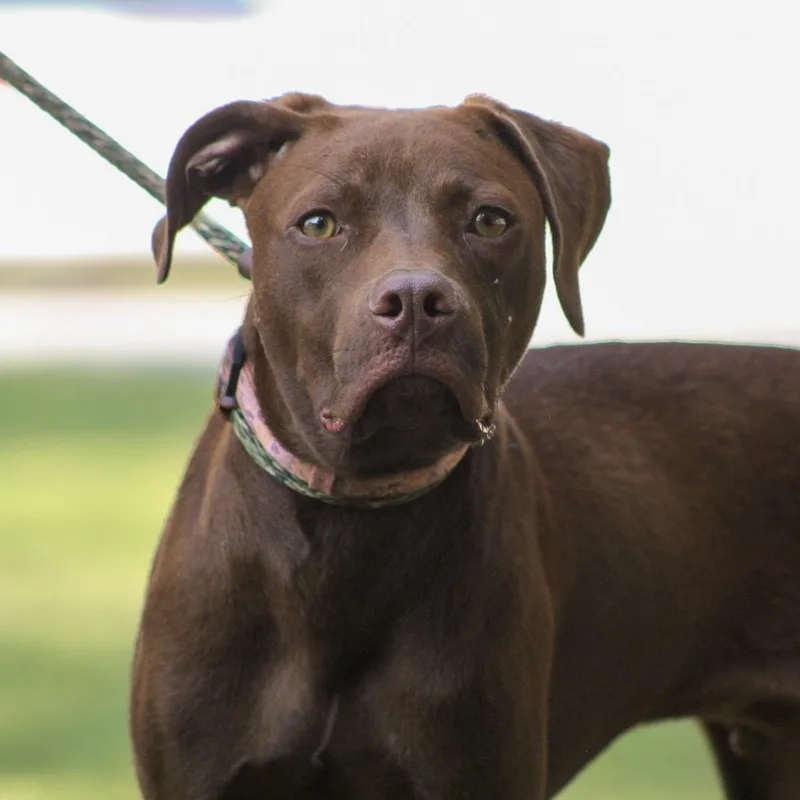 A young medium-sized male Brown / Chocolate Chocolate Labrador Retriever dog named Amos for adoption in Columbia, SC