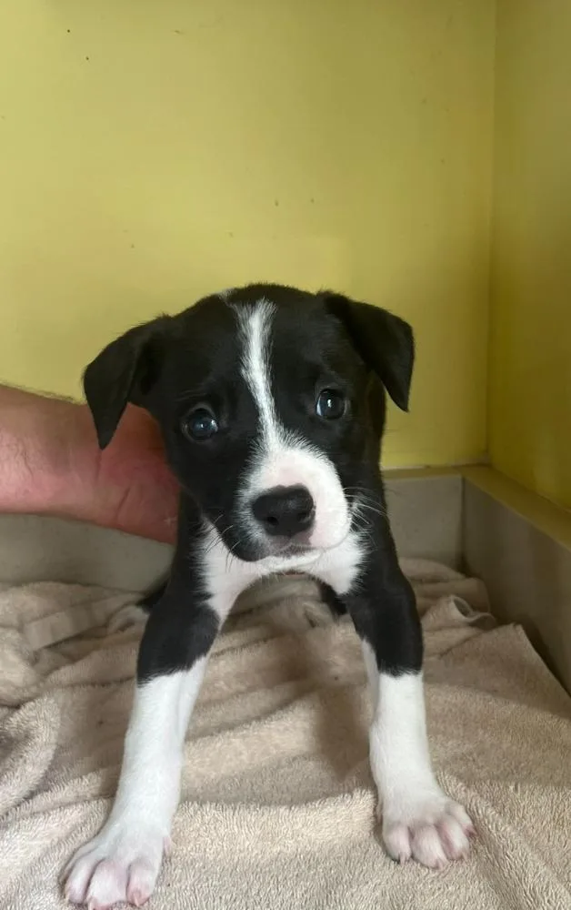 A baby medium-sized male Australian Shepherd dog named Bc for adoption in Troy, MO