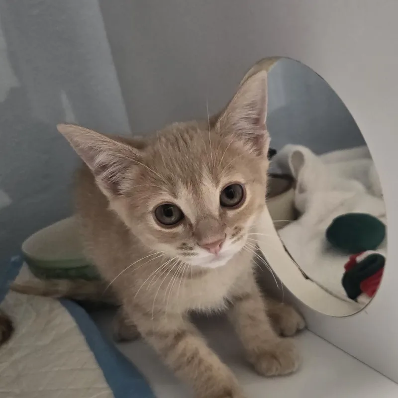 A baby small-sized male Buff / Tan / Fawn Domestic Short Hair cat named Henry for adoption in Desert Hot Springs, CA