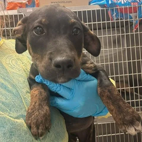 A baby large-sized male Black Mouth Cur dog named Peanut for adoption in Bastrop, TX
