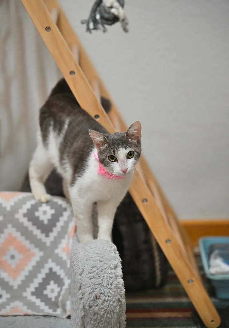 A young small-sized female Gray & White American Shorthair cat named Lopsy  Wobbly Little for adoption in Falmouth, ME