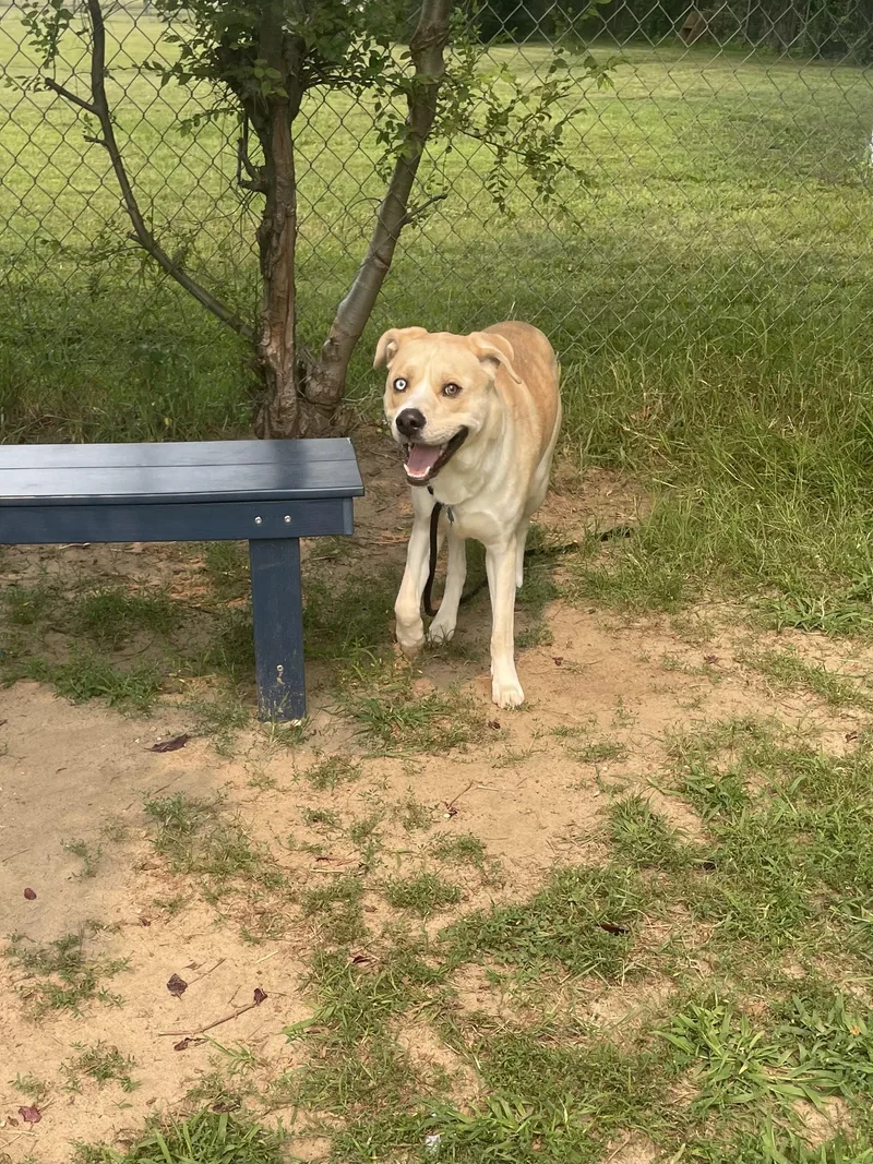 A young large-sized male Yellow / Tan / Blond / Fawn Mixed Breed dog named Weasel for adoption in Mishawaka, IN