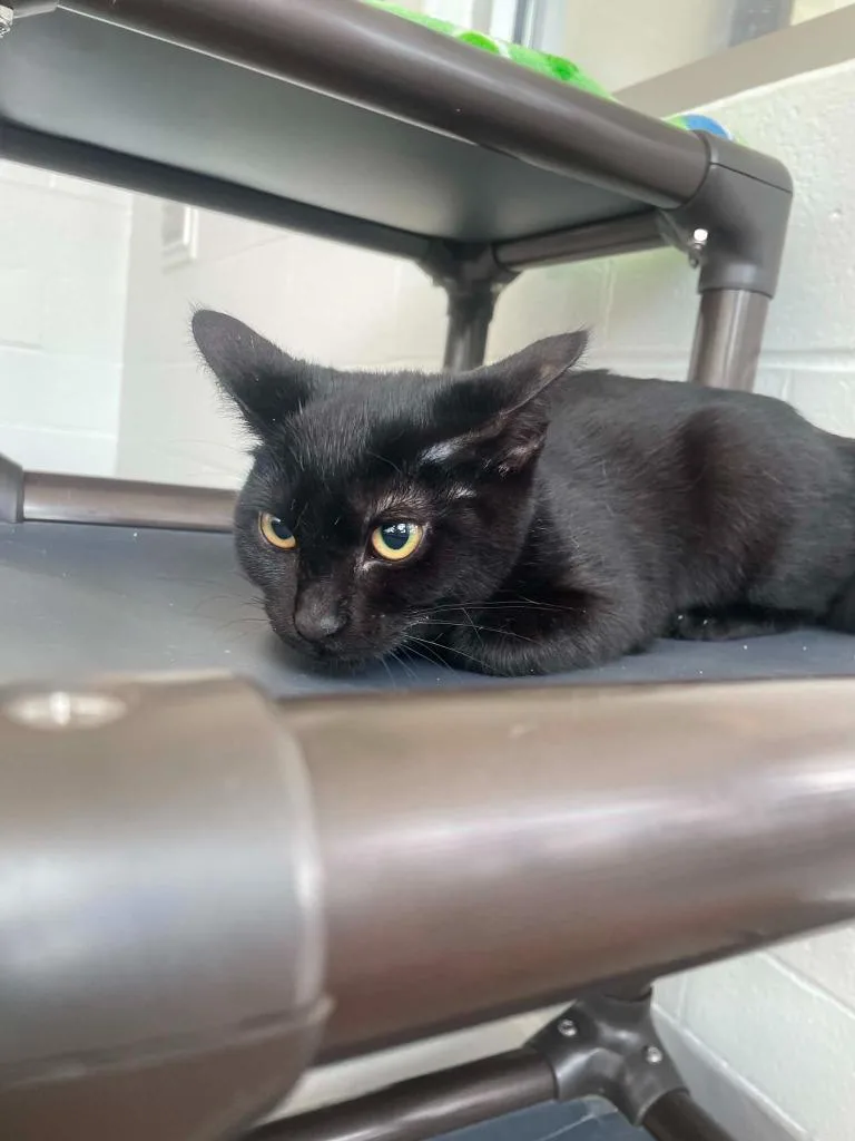 A baby medium-sized female Domestic Short Hair cat named Brigadeiro for adoption in Hamilton, OH