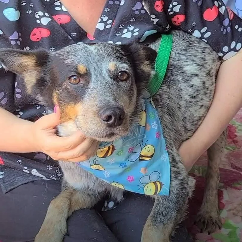 An adult medium-sized male Australian Cattle Dog / Blue Heeler dog named Dude for adoption in Woolwich, ME