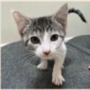 A young medium-sized female Domestic Short Hair cat named Olympia for adoption in Kansas City, MO