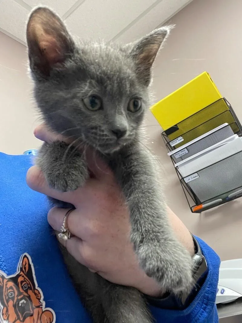 An adult medium-sized female Gray / Blue / Silver Domestic Short Hair cat named Radish for adoption in Osseo, MI