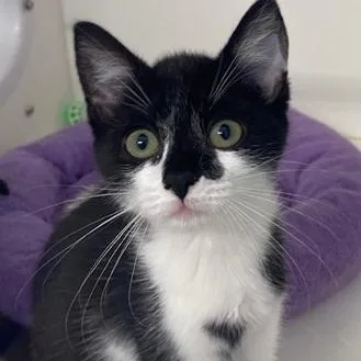 A young medium-sized male Black Domestic Short Hair cat named Batman for adoption in Ocean Isle Beach, NC