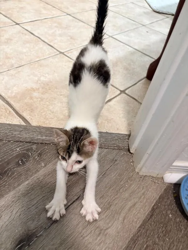 A baby small-sized male White Turkish Van cat named CoCo Designer litter for adoption in Anthem, AZ