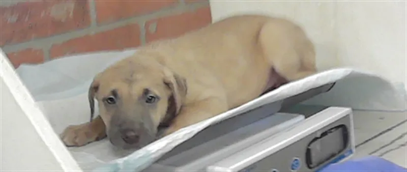 A baby small-sized female Labrador Retriever dog named Stella for adoption in Houston, TX