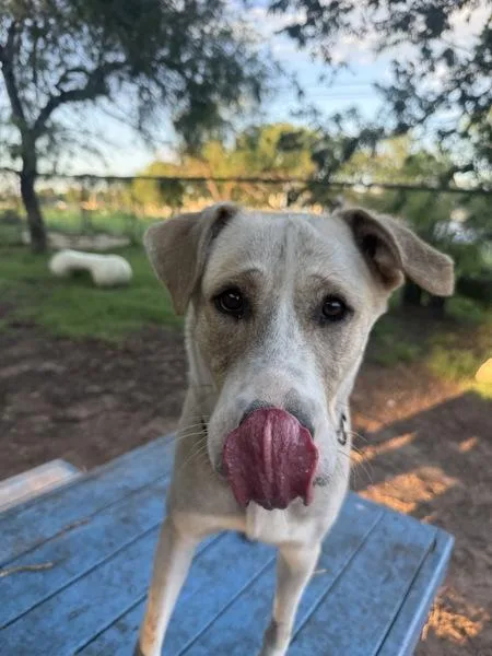 An adult extra large-sized female Mixed Breed dog named Honey Bee for adoption in Austin, TX