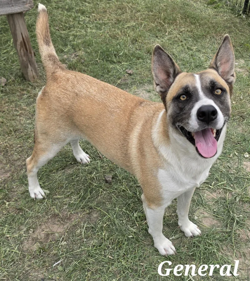 A young medium-sized male Merle (Red) Akita dog named General for adoption in Edinburg, TX
